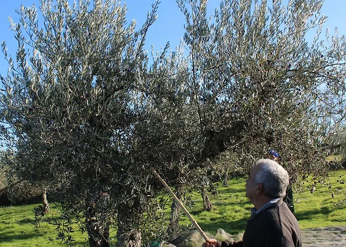 ゲストハウス Casa Dos Pocos